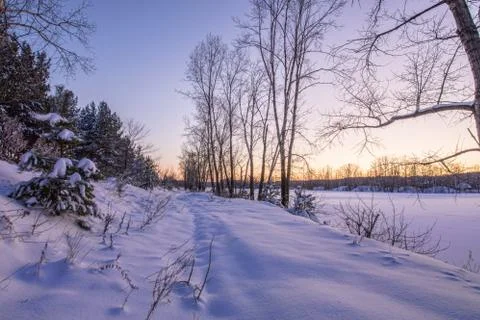 Snowy landscape with trees Stock Photos