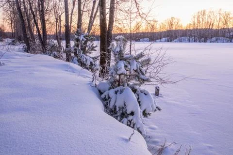 Snowy landscape with trees Stock Photos