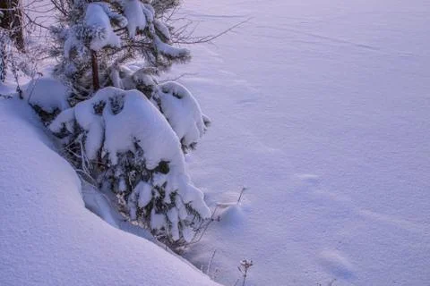 Snowy landscape with trees Stock Photos