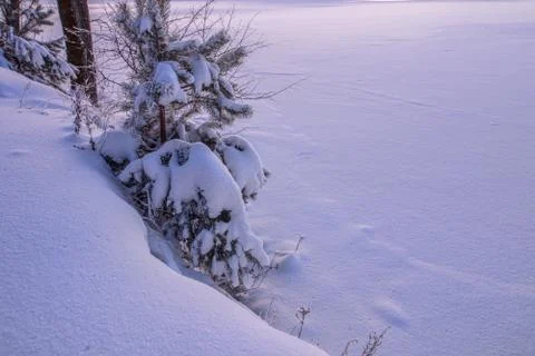 Snowy landscape with trees Stock Photos