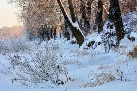 Snowy landscape with trees Stock Photos