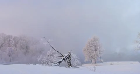 Snowy landscape with trees Stock Photos