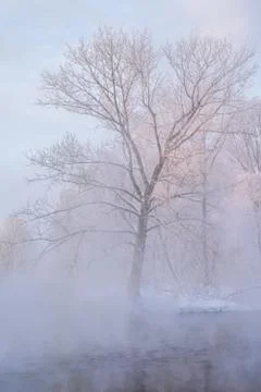 Snowy landscape with trees Stock Photos