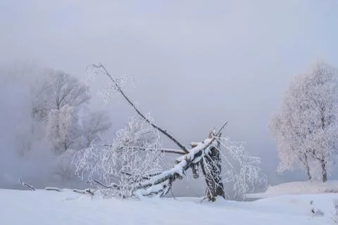 Snowy landscape with trees Stock Photos