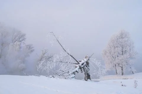 Snowy landscape with trees Stock Photos