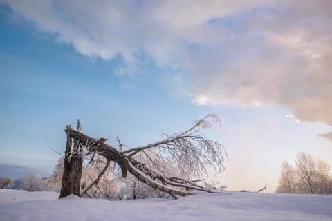 Snowy landscape with trees Stock Photos