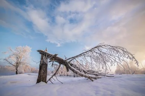 Snowy landscape with trees Stock Photos