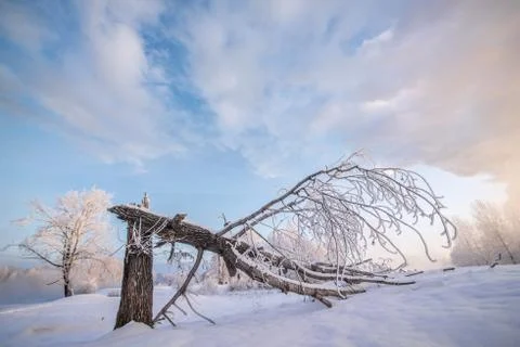 Snowy landscape with trees Stock Photos