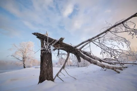 Snowy landscape with trees Stock Photos