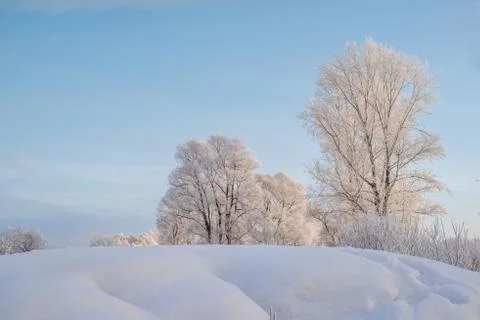 Snowy landscape with trees Stock Photos