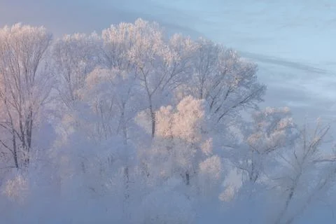 Snowy landscape with trees Stock Photos