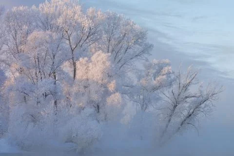 Snowy landscape with trees Stock Photos