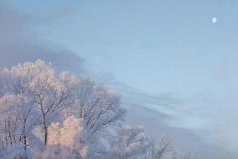 Snowy landscape with trees Stock Photos