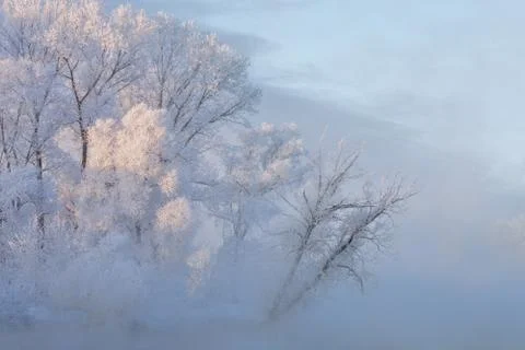 Snowy landscape with trees Stock Photos