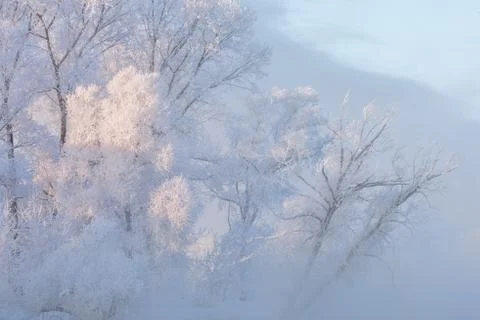 Snowy landscape with trees Stock Photos