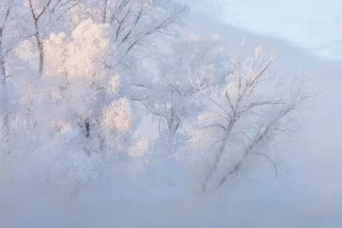 Snowy landscape with trees Stock Photos
