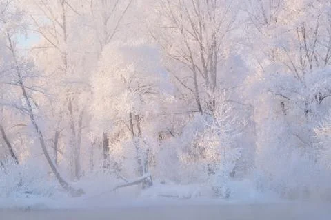 Snowy landscape with trees Stock Photos