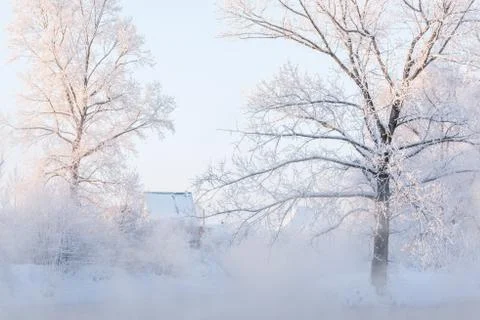 Snowy landscape with trees Stock Photos