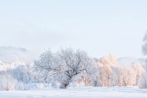 Snowy landscape with trees Stock Photos