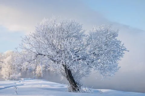Snowy landscape with trees Stock Photos