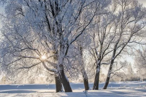 Snowy landscape with trees Stock Photos