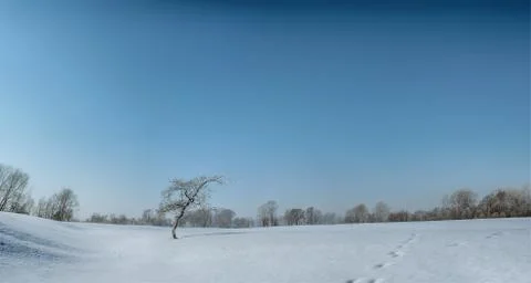 Snowy landscape with trees Stock Photos