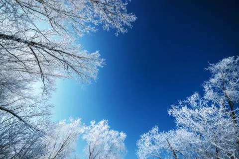 Snowy landscape with trees Stock Photos