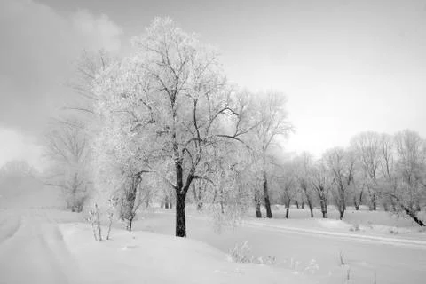 Snowy landscape with trees Stock Photos