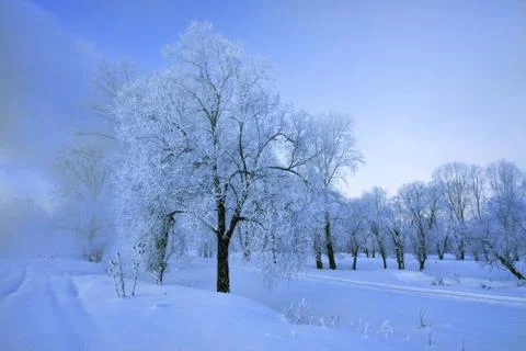 Snowy landscape with trees Stock Photos