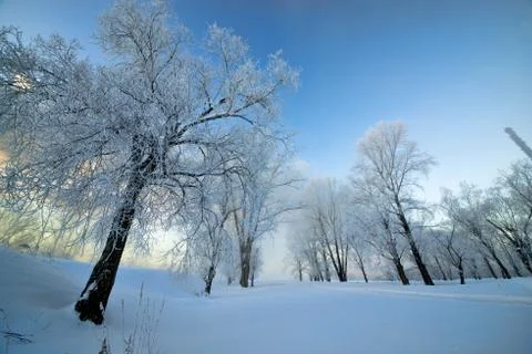 Snowy landscape with trees Stock Photos