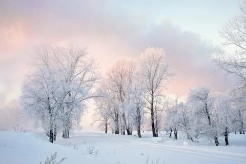 Snowy landscape with trees Stock Photos