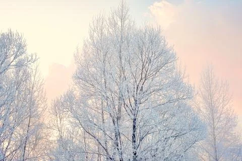 Snowy landscape with trees Stock Photos
