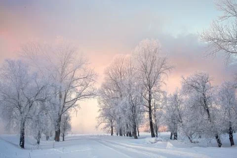 Snowy landscape with trees Stock Photos