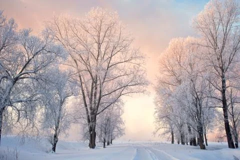 Snowy landscape with trees Stock Photos