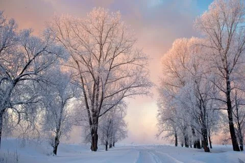 Snowy landscape with trees Stock Photos