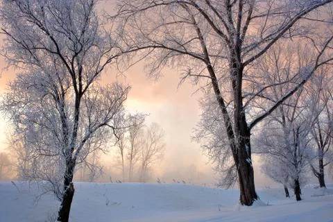 Snowy landscape with trees Stock Photos