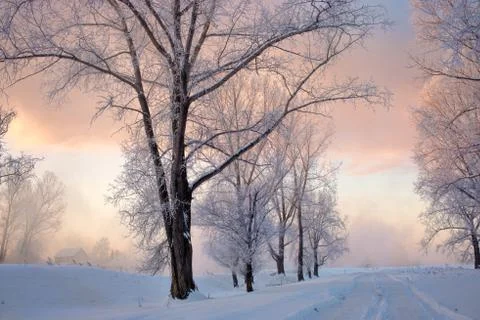 Snowy landscape with trees Stock Photos