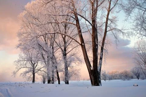 Snowy landscape with trees Stock Photos