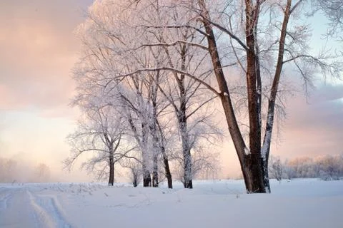 Snowy landscape with trees Stock Photos