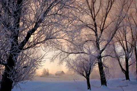 Snowy landscape with trees Stock Photos