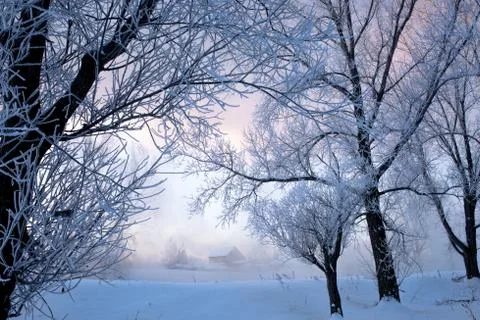 Snowy landscape with trees Stock Photos