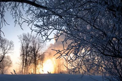 Snowy landscape with trees Stock Photos