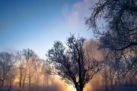 Snowy landscape with trees Stock Photos