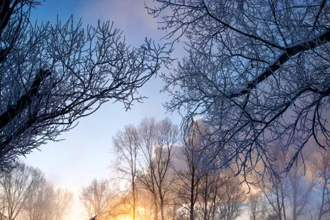 Snowy landscape with trees Stock Photos