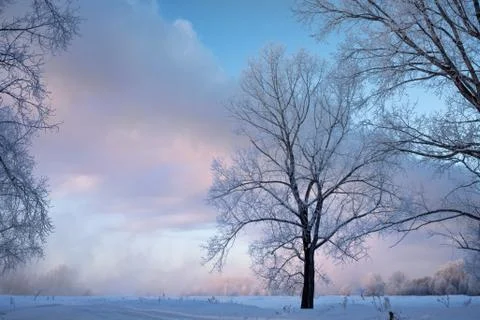 Snowy landscape with trees Stock Photos