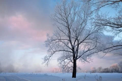 Snowy landscape with trees Stock Photos