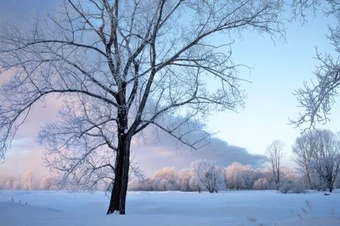 Snowy landscape with trees Stock Photos