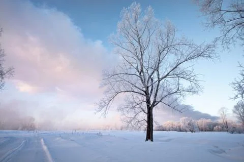 Snowy landscape with trees Stock Photos