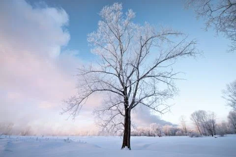 Snowy landscape with trees Stock Photos