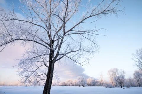 Snowy landscape with trees Stock Photos